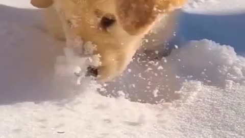 Cute puppy with snow playing heart like it.....