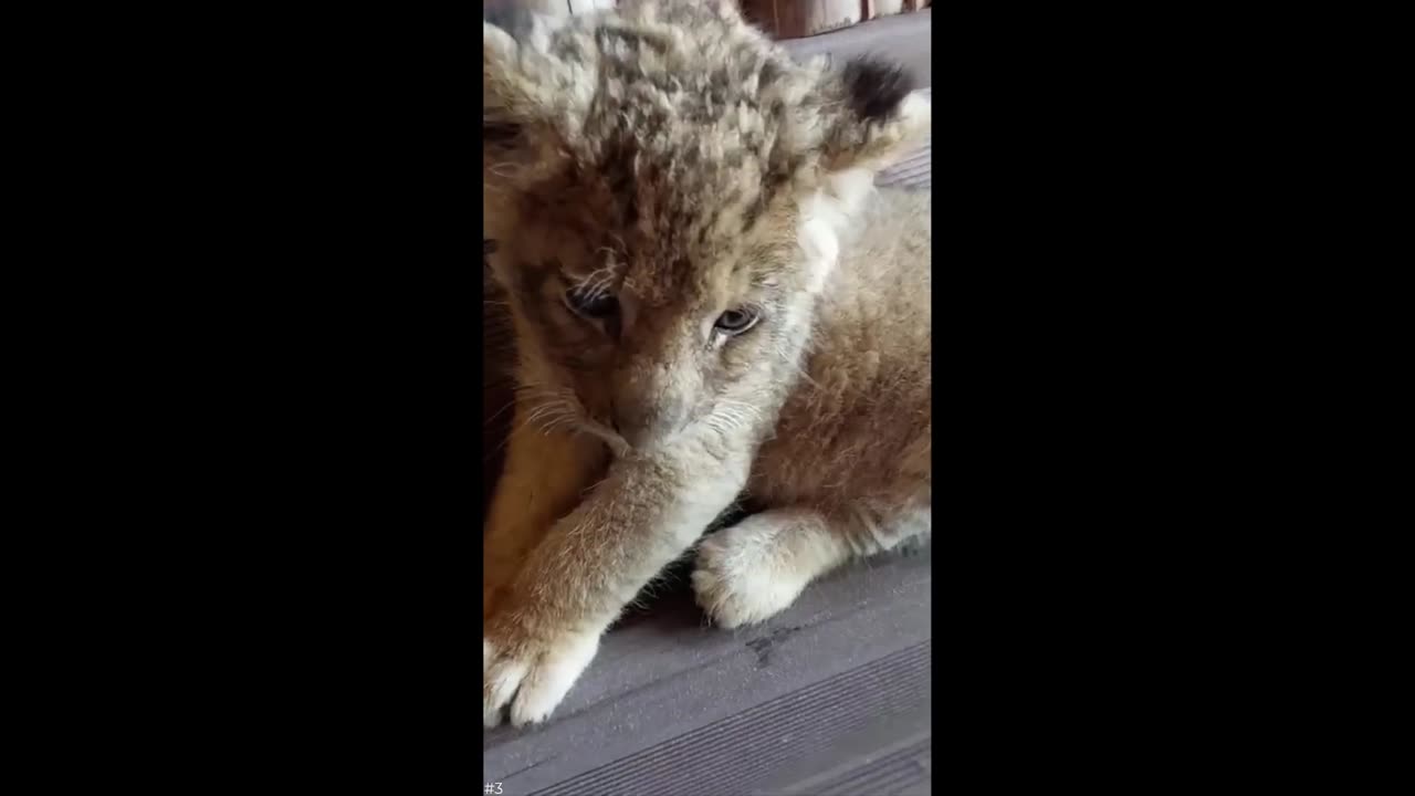 Cute baby animals videos compilation