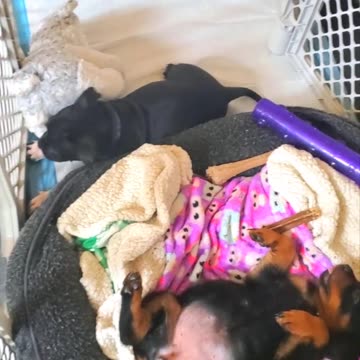 8 Week Old Rottweiler & Pitbull Puppies