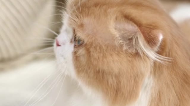 Some activity with its owner while the cat is lying in bed