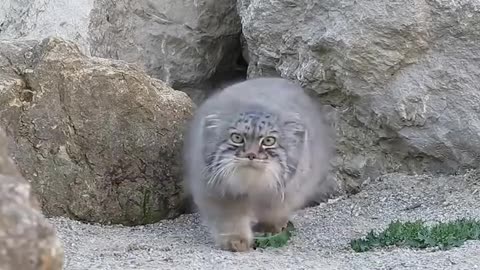 Pallas Cat discovers camera