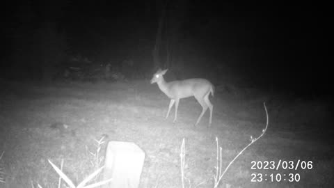 3/6/23 DEER