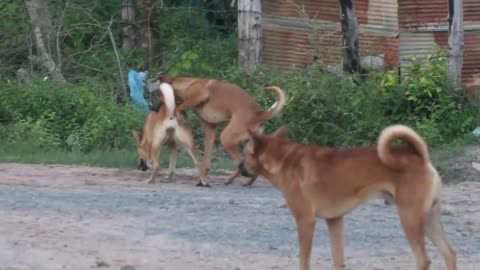 funny dog meeting Dog want to meeting her Dog meeting