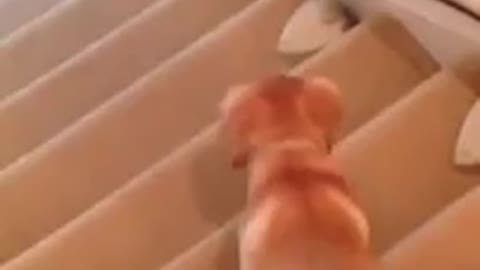 Cute Labrador Puppy Slides Down Stairs ♡ | Best Funny Pet Videos