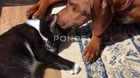 Heartwarming Moment Doggy Helps Clean Kitty,