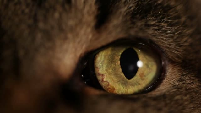 Extreme close-up of a cat's eye