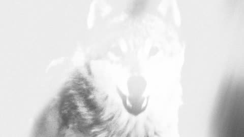 Wolves: President Trump's post