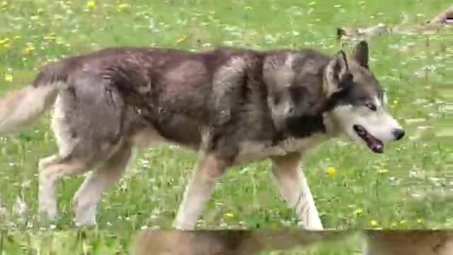 Husky Sled Dog