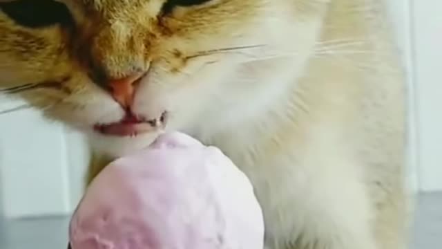 funny video 😂funny cat eats ice cream #shorts​