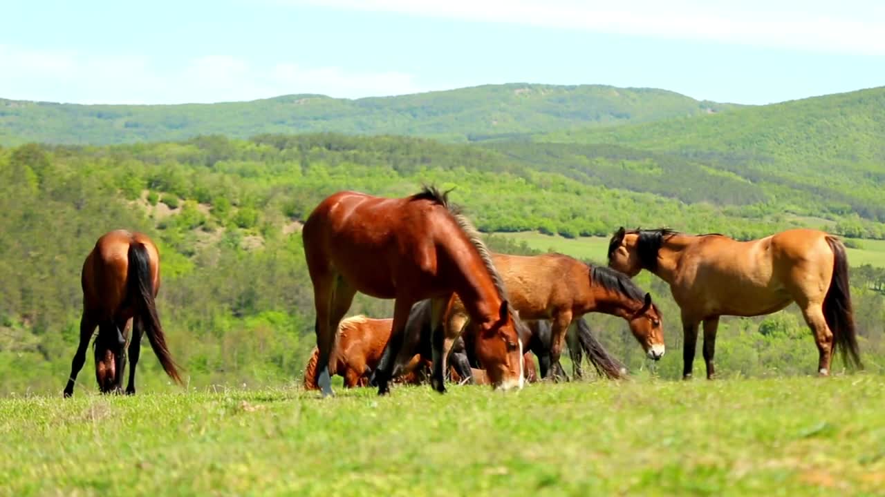 5 MINUTES of BEAUTIFUL THOROUGHBRED HORSES