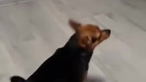 Dog dancing it's unbelievable video, u can please enjoy this video