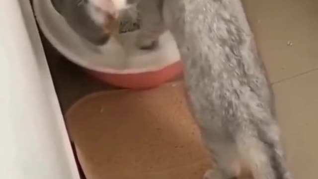 It's fun to live with kittens like this