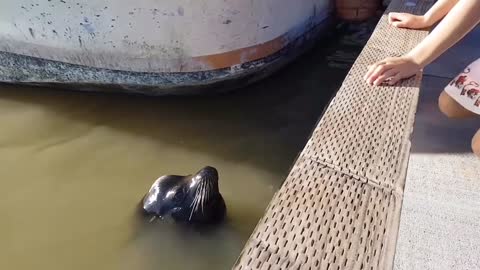 Seal GRABS LITTLE GIRL from PARENTS!!!