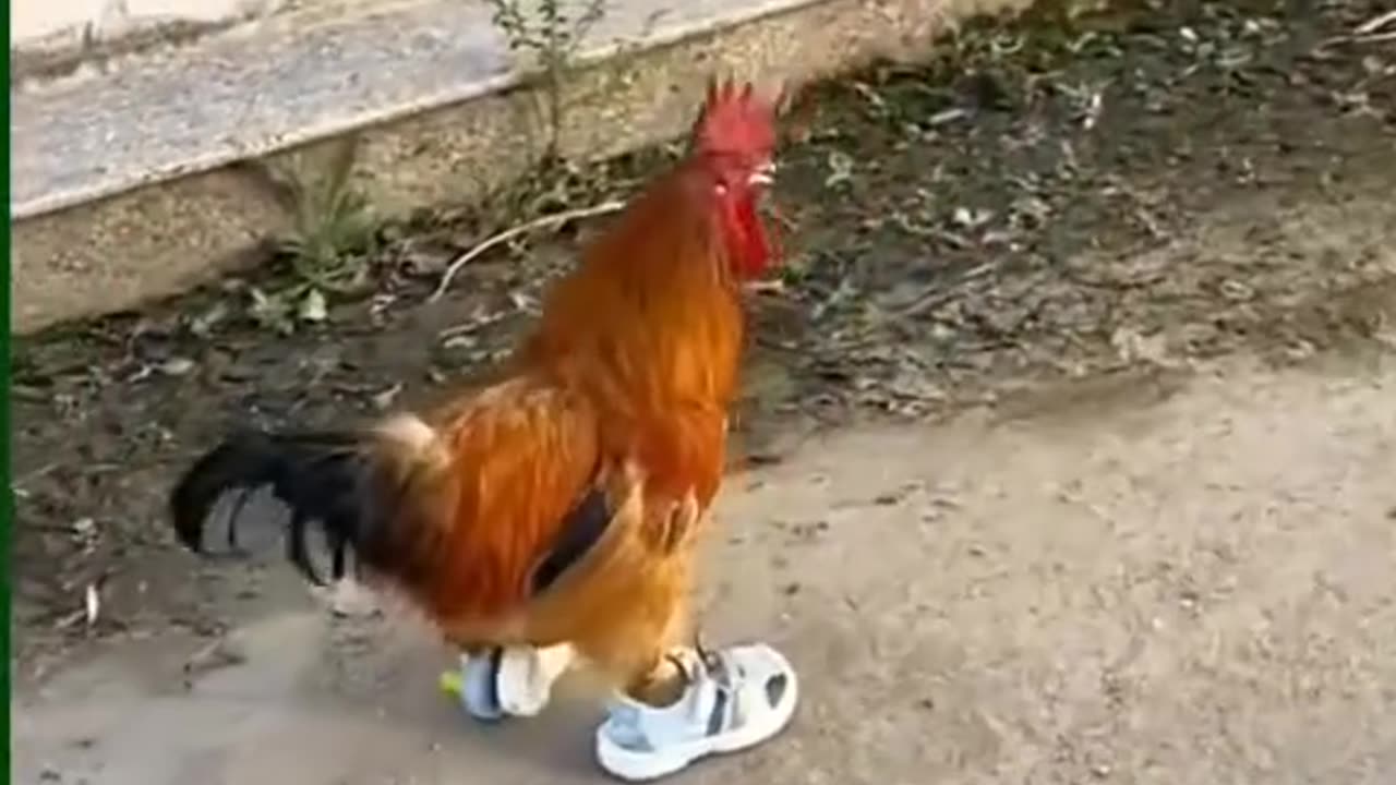 My chicken🐔 running