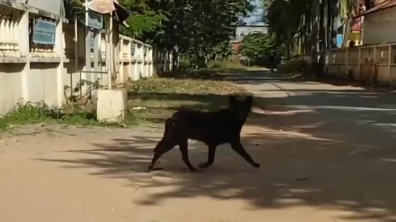 funny animals