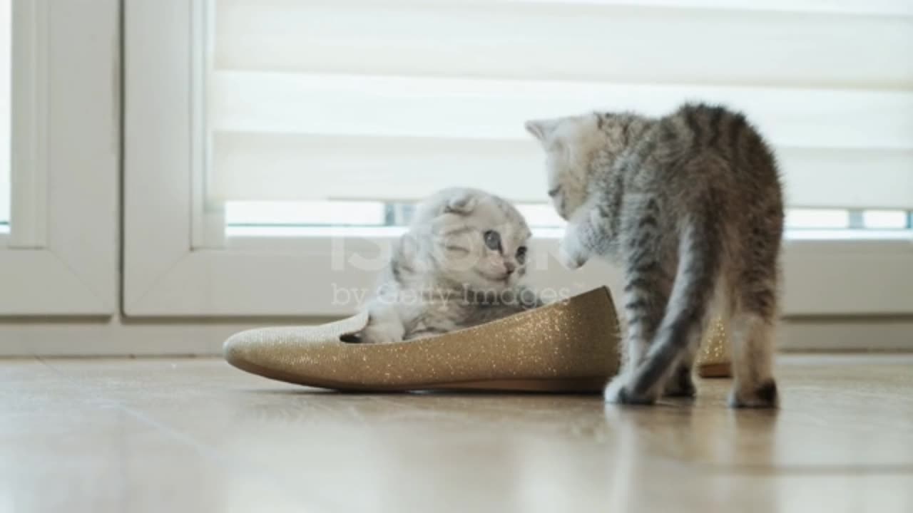 Baby cat..... playing with brother cat