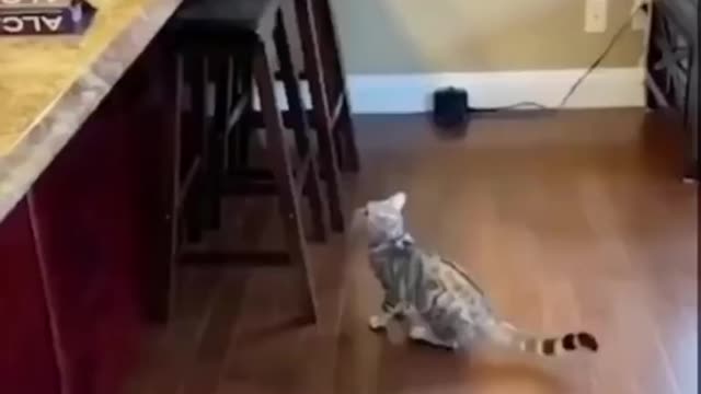 Daily cat video - 17