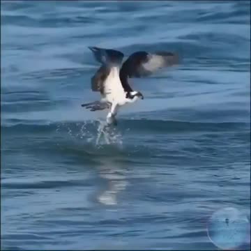 Incredible Bird of Prey! #amazinganimals #natureshorts