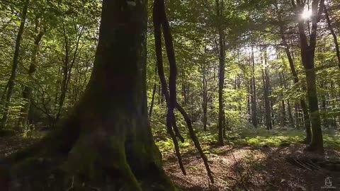 Burzum - Morgenrøde