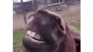 Try Not To Laugh: Funny Animals Compilation