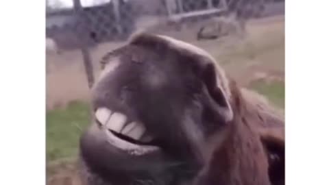 Try Not To Laugh: Funny Animals Compilation
