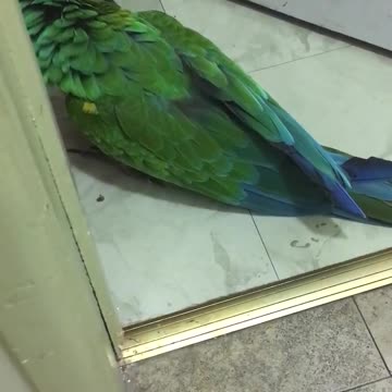 Loro furioso con una puerta cerrada, expresa verbalmente su ira
