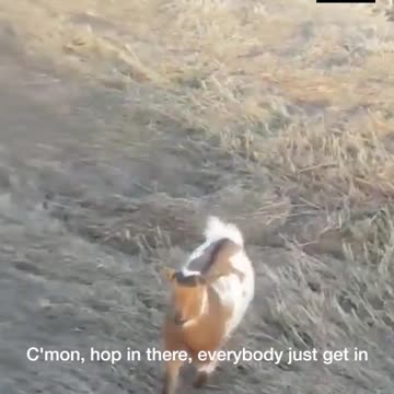 Dog ran off and came back with friends. HAHAHA