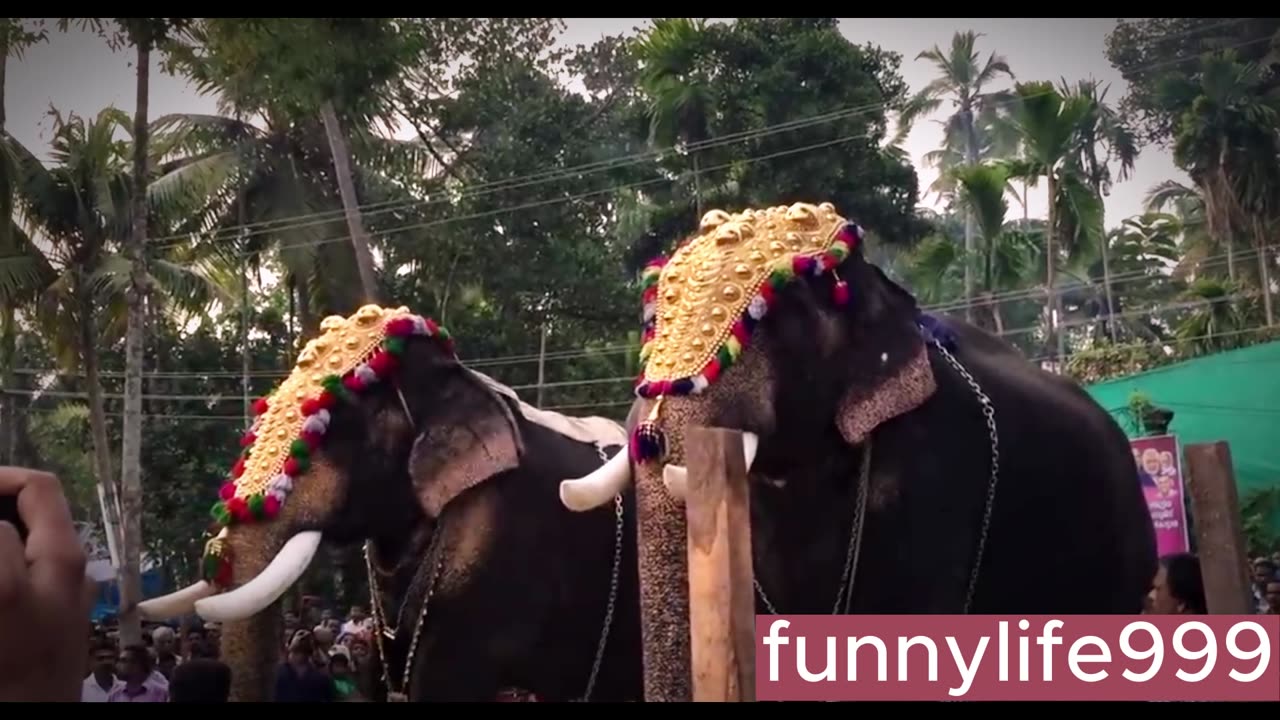 elephant videos