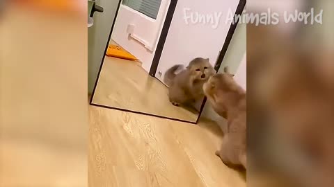 Funniest Animals 2022 😂 Funniest Cats and Dogs 😺🐶