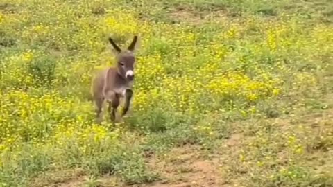 You can see the happiness and innocence on this baby donkey's face