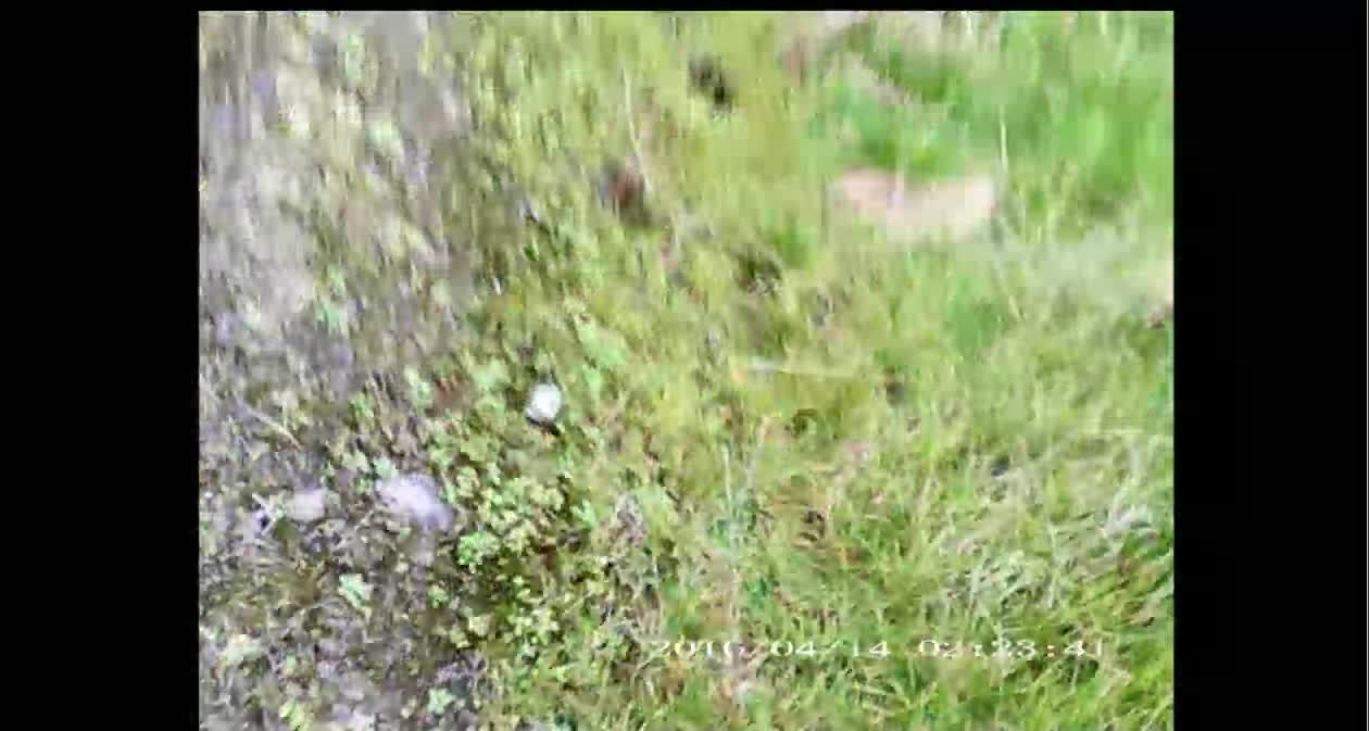 GARDAI ILLEGALLY ENTER MY PROPERTY WITH NO WARRANT OR COURT ORDER