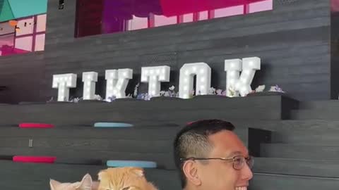 My cats attend a hackathon at the TikTok office in NYC