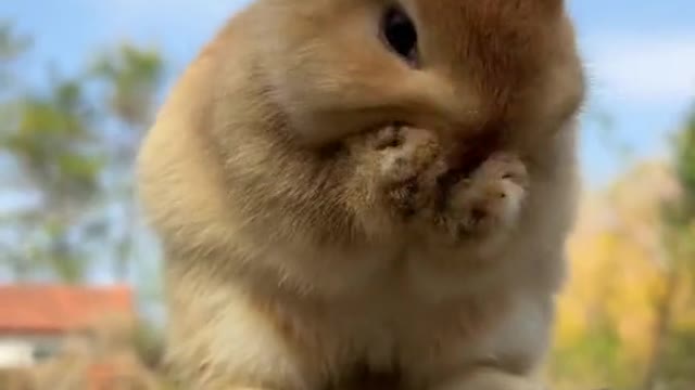 Did such a cute rabbit cure you