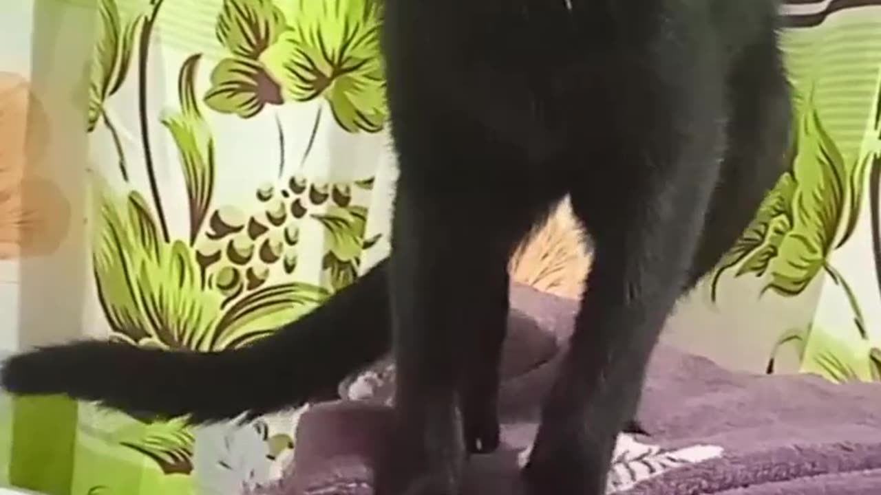 😘 🗣EN LA 😸MICHI 👩‍🍳🍕PIZZERÍA 🤣TODO SE 👐AMASA A 🐾GARRITAS.👍