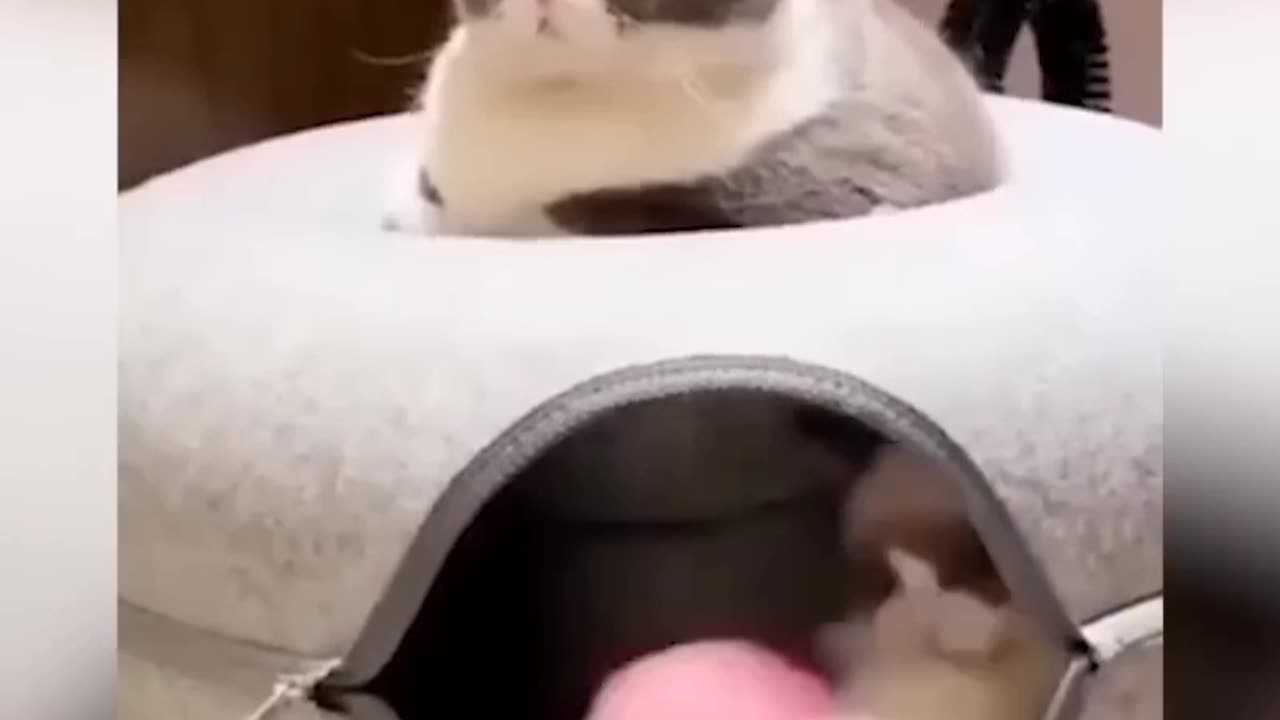 New Cute cat πΊπ» dog π Animal funny video.#shortviral# viralshort# funny