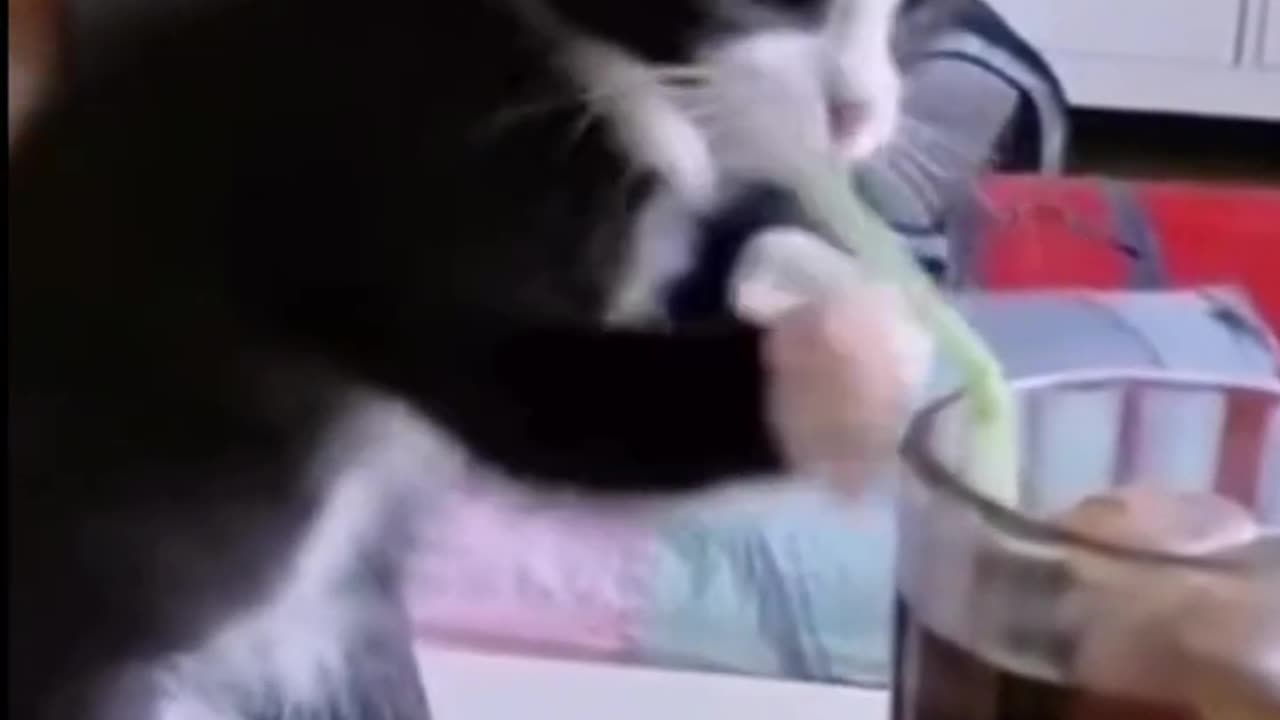 Funny Cat 🐈 😻 Compilation Video 📹 😄 😆