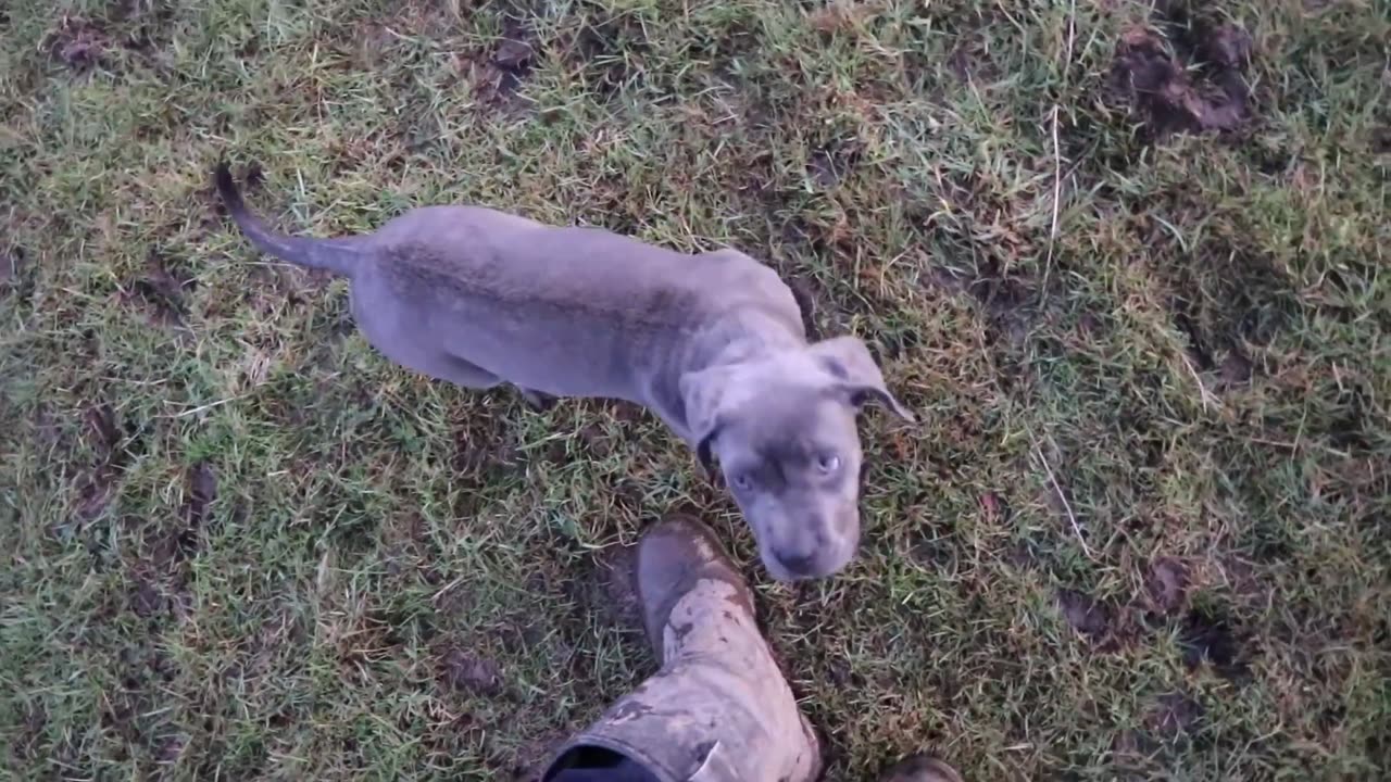 CANE CORSO PUPPY BRAVES WATER FOR THE FIRST TIME!!