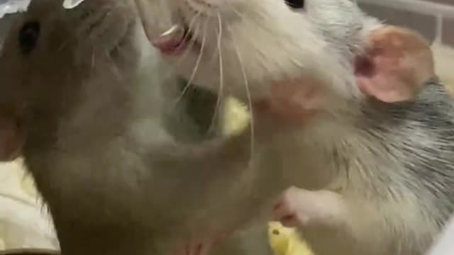 cute little animals