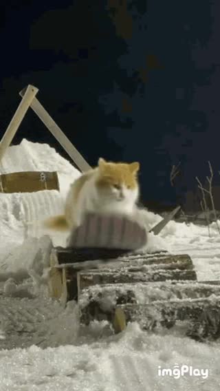 Cute Snowboarding Cat Gif! 🥰💗🐈❄️🏂