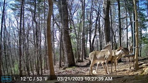 The Woods – 03/22/2023