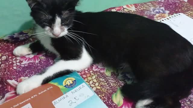 My cat is sleeping in the house #2