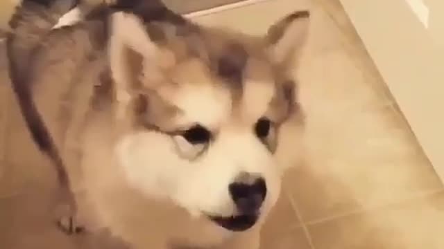 A dog that can talk