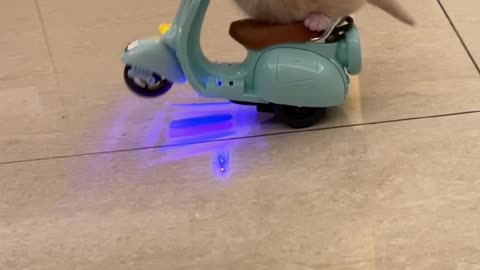 Youting cat