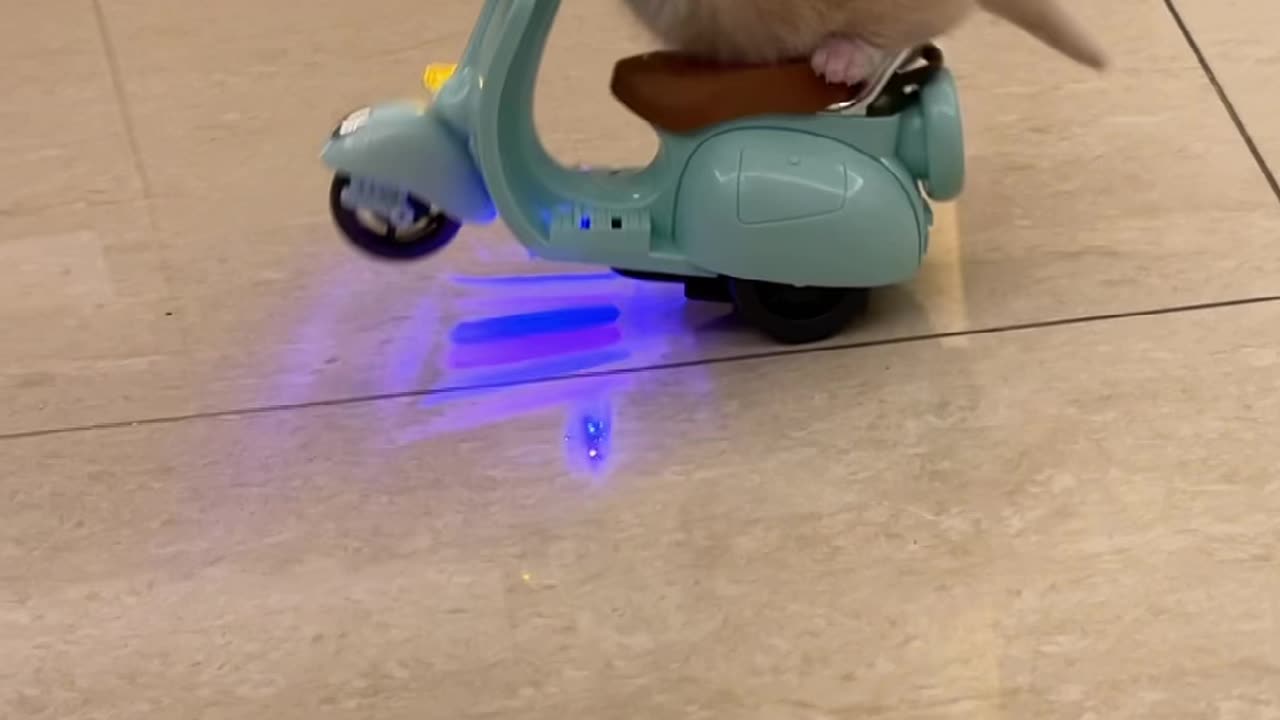 Youting cat