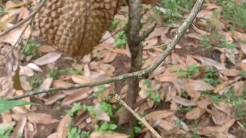 A very large durian fruit in front of the house