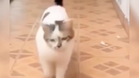 Funny animal’s moment 😂😂