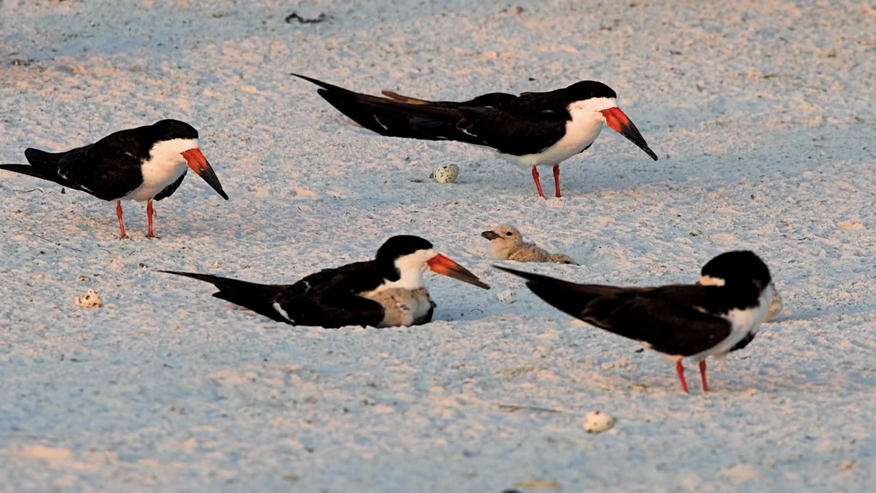 Baby Skimmers Have Energy