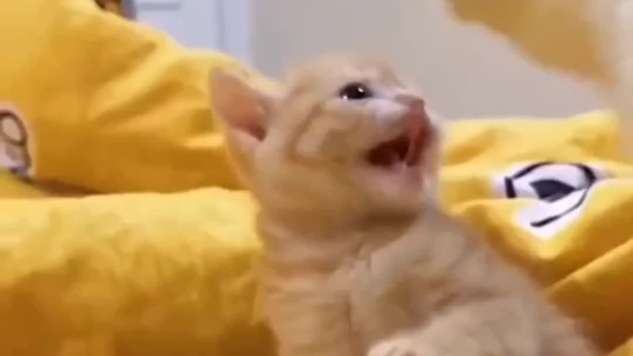 Funny animals | Hilarious behavior of animals
