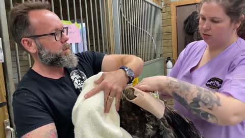 Veterinarian Performs Surgery on Injured Bald Eagle Accidentally Shot by Hunters