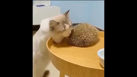 Funny Cats